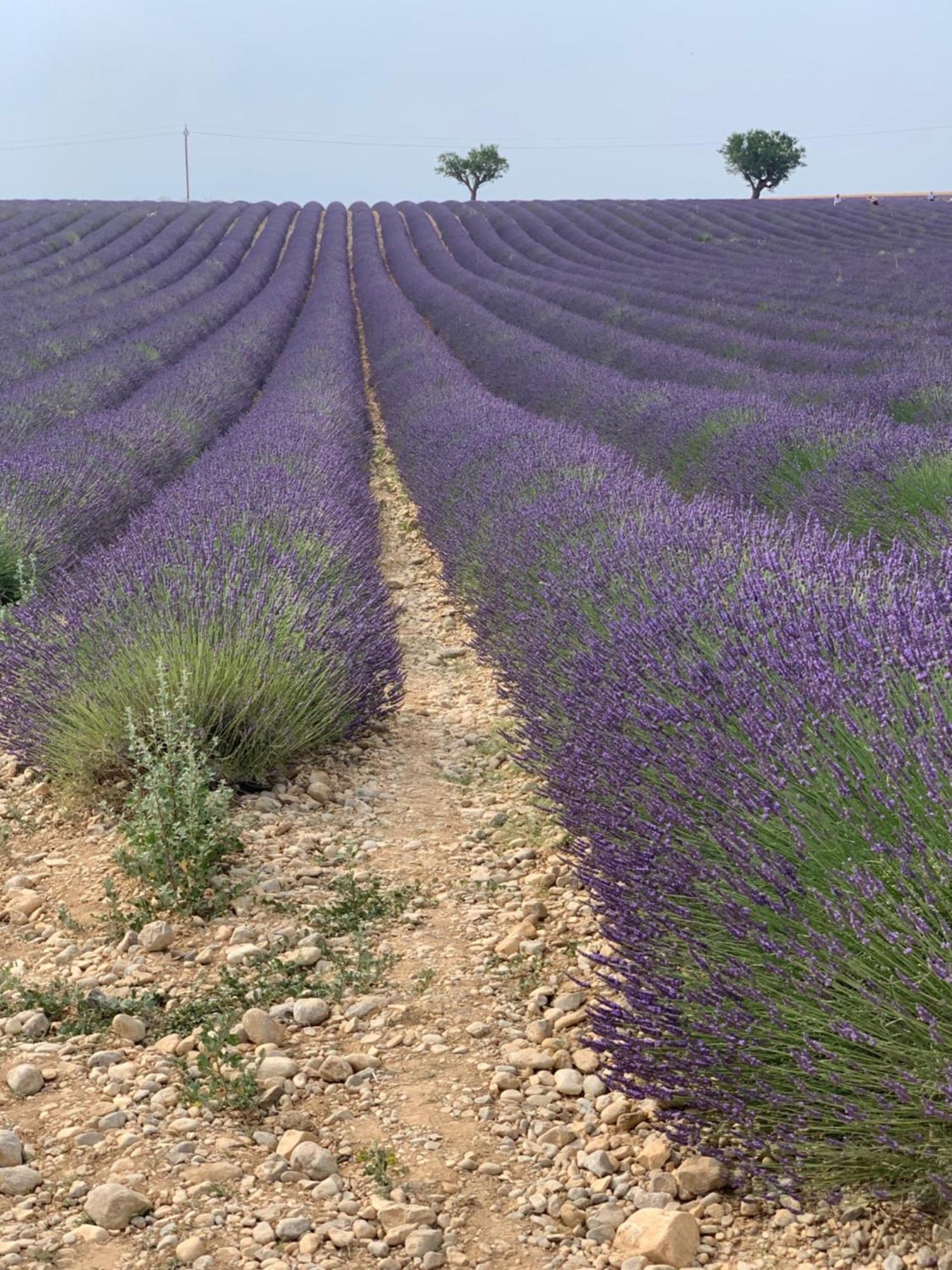 אקס-אן-פרובאנס Studios Nuitee En Provence מראה חיצוני תמונה